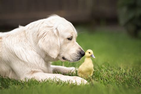 Baby Ducks Follow Golden Retriever Puppy Everywhere In Adorable Video