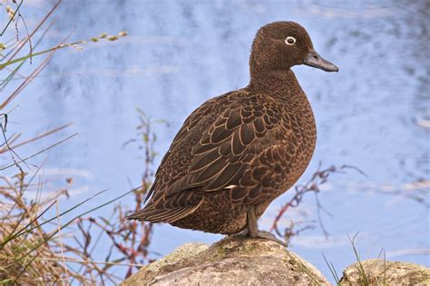 Brown Teal Duck Female Teal Duck Brown Teal Duck