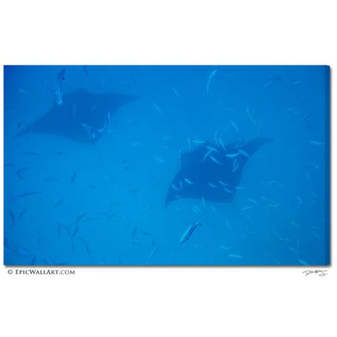 Manta Rays Soaring Underwater Fine Art Gallery Wrapped Canvas Print