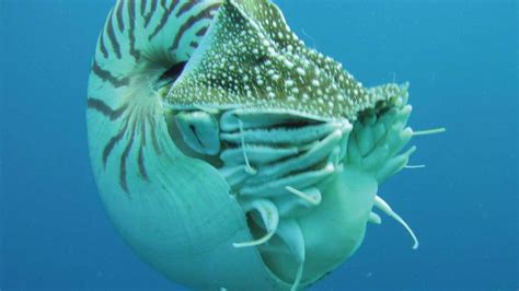 Paper Nautilus Cephalopod Britannica