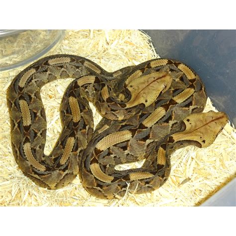 West African Gaboon Viper Baby Strictly Reptiles