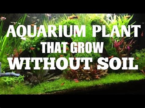 If you are interested in this unique hobby but still confused to choose the best aquascape plants, today i have. Aquarium plant that grow without soil or CO2 | Easy to ...