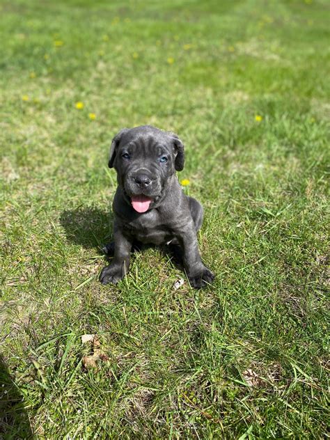 Cane Corso Puppies For Sale | Elmhurst, IL #328230