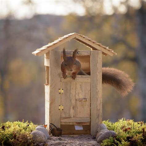 Red Squirrel Climbing Inside Miniature Photograph By Geert Weggen