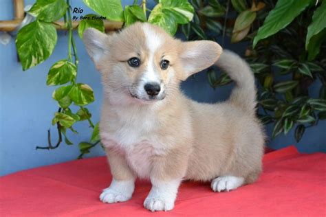 Welsh Corgi Wikipedia Ed2