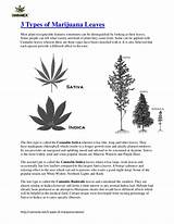 Pictures of What Are The 2 Types Of Marijuana