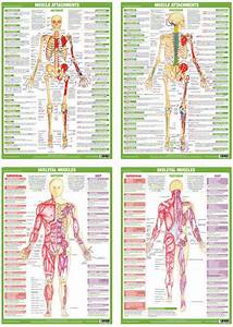 Anatomy Charts Free Printable