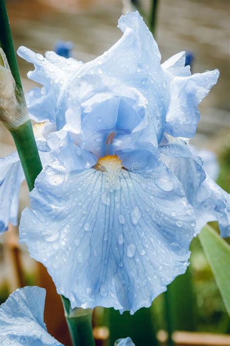 Blue Iris Flower In The Morning Dew Green Background The Botanic