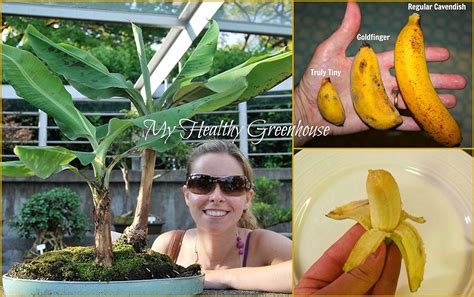 Seeds Super Dwarf Banana Cultivar Truly Tiny” Edible Banana Musa