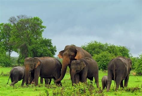 Sri Lanka Save Our Elephants Sri Lanka Guardian
