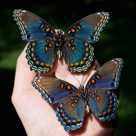 Types Of Butterflies Insects Butterfly Pictures
