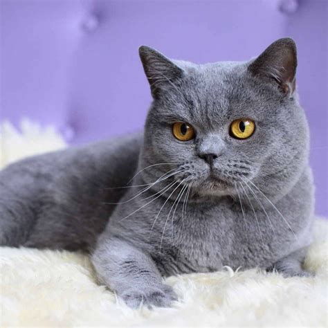 Five Chartreux Kittens For Sale In Pa Tips You Need To Learn Now
