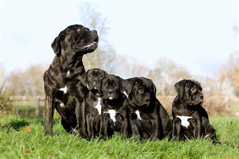 How Much Does A Cane Corso Cost 2024 Price Guide