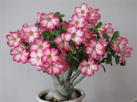 How To Grow Desert Rose Hgtv