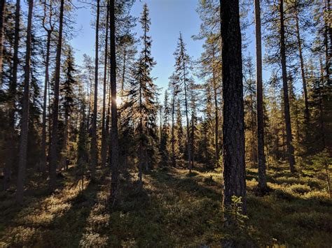 Mid Day October Light Between The Trees Of The Arctic Forest In