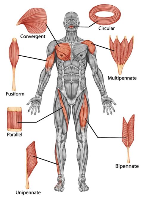 How Does The Muscular System Work Human Muscle Anatomy Muscular