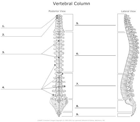 This is an online quiz called back muscle diagram. spine, sternum, ribs at San Jose City College - StudyBlue