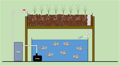 Aquaponics System Layout And Components Tendig