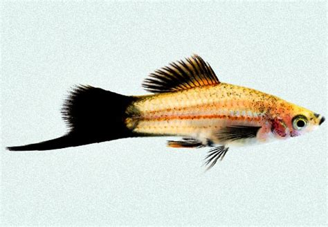 Gambar Mengenal Keindahan Ikan Platy Pedang Steemit Gambar Hias Di