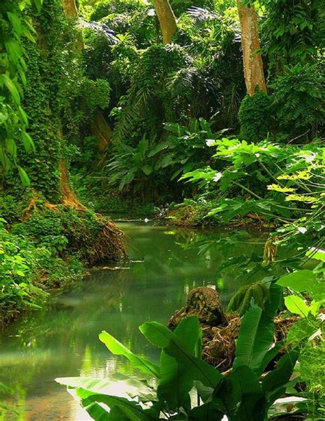 Tropical Rainforest Mexico Mexico 2 Pinterest Landscaping