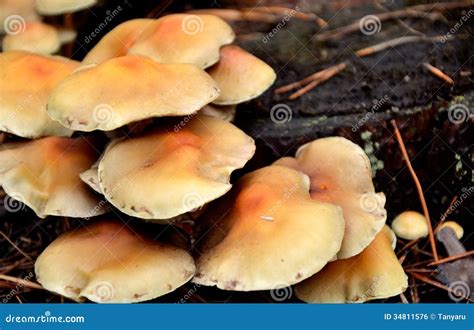 Mushrooms Growing On A Tree Stump Closeup Stock Photo Image Of Plants