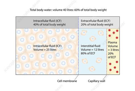 Body Fluid Compartments Illustration Stock Image C0493379