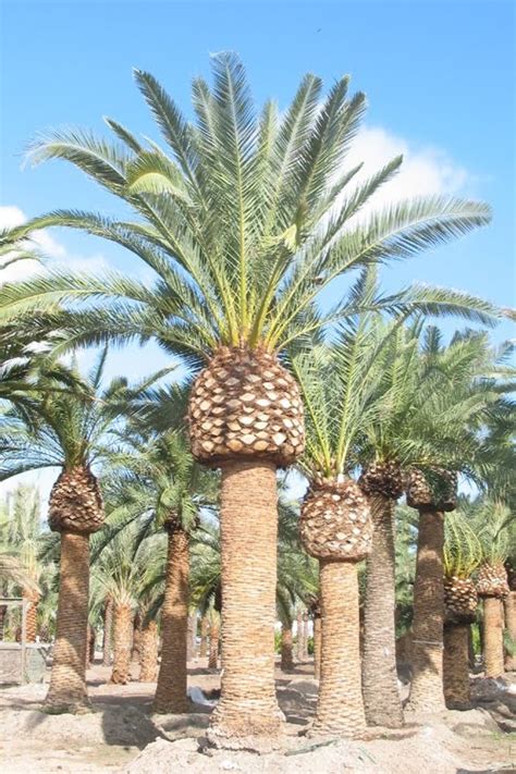 Phoenix Canary Palms An Interesting Story Palm Tree Pictures
