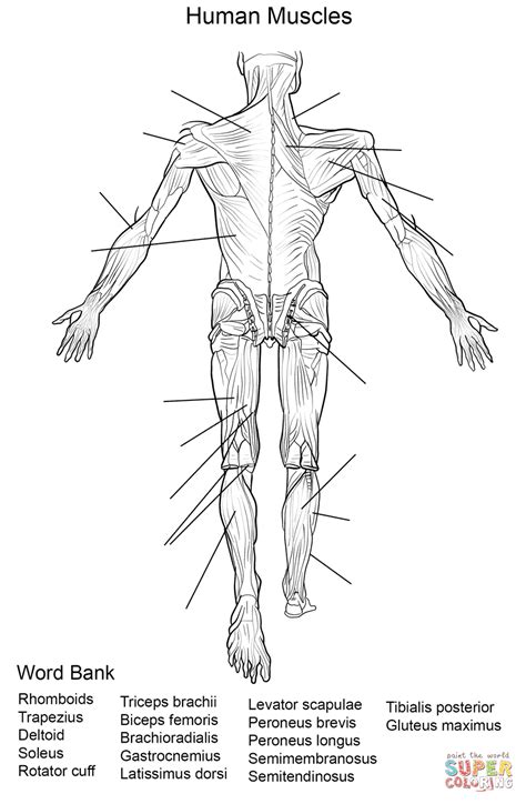 Human Muscles Back View Worksheet Coloring Page From Anatomy Category