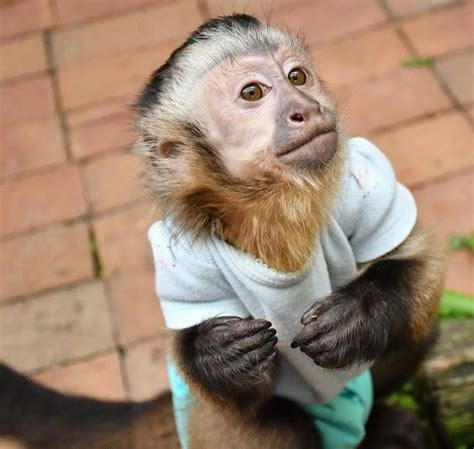 Baby Capuchin Monkey For Sale In Texas Kanariyareon
