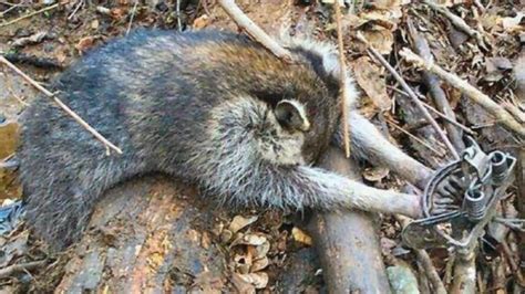 With a stick or wire, secure the front door in an open position. Petition · Oppose HB 160 - Georgia Raccoon Trapping Bill ...