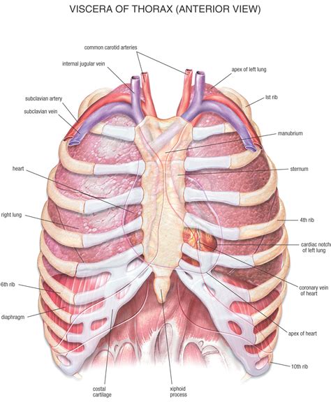 Anatomy Of Ribs And Sternum Rib Cage Human Anatomy Organs