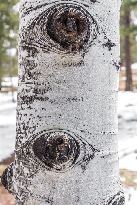 Aspen Tree Bark Texture Stock Image Image Of Trees Seasons 87465179