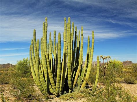 Organ pipe cactus national monument. Top 10 Arizona National Parks You Must Visit in 2020 (with ...