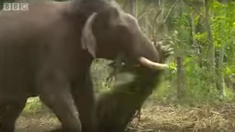 Elephants Hold Grudges Ultimate Killers Bbc Youtube