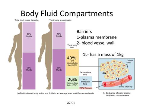 Ppt Body Fluids And Blood Powerpoint Presentation Free Download Id