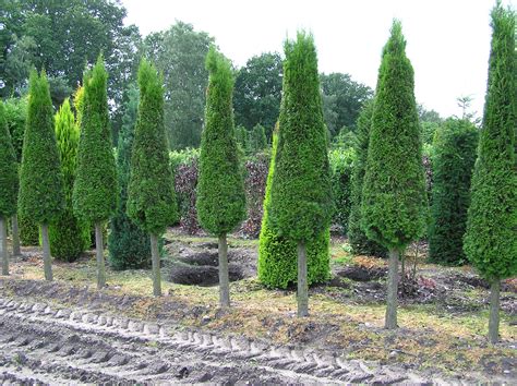 Thuja Lebensbaum Die Perfekte Heckenpflanze