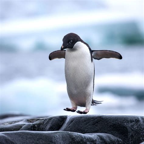 Gdp in the united states increased to 21433.20 usd billion in 2019 from 20580.20 usd billion in 2018. NATIONAL PENGUIN DAY - January 20, 2020 | National Today ...