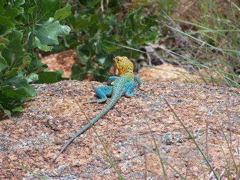 Common Collared Lizard Facts Diet Habitat And Pictures On Animaliabio