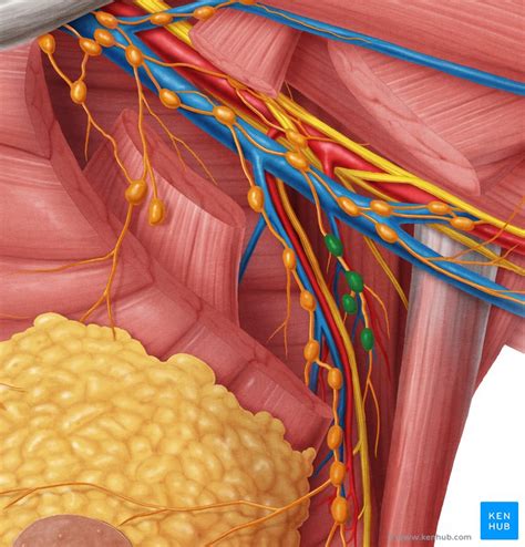 Axillary lymph nodes: Definition, anatomy and location | Kenhub