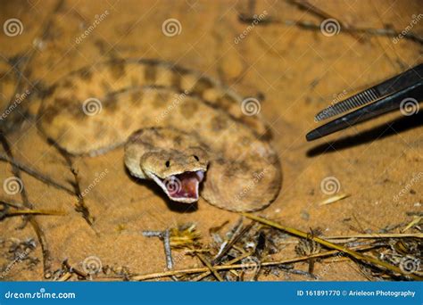 Sand Viper Show Its Teeth Stock Photo Image Of Hypodermic 161891770