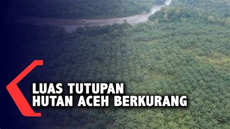 Luas Tutupan Hutan Aceh Berkurang YouTube