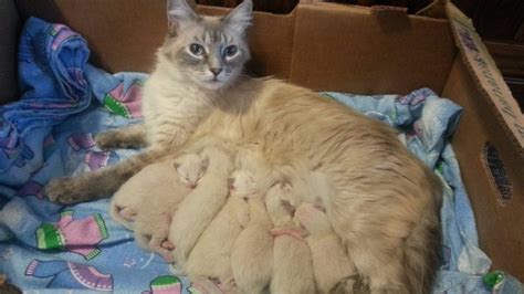 Cuteness Alert This Rescued Cat Gives Birth To 7 Identical Kittens