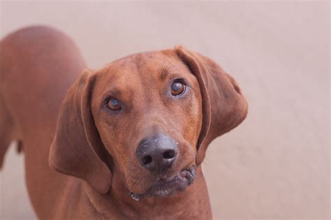 redbone coonhound   dogs