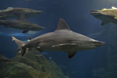 Sharks Celebrated All Week At Adventure Aquarium In Camden