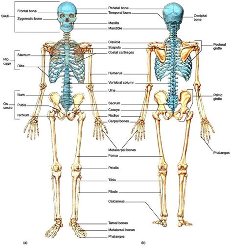 Home » anatomy bone labeling » anatomy bone labeling 603 most of the times, we put the labels to show some specific information. Filippi, Jennifer / Useful Study Dox