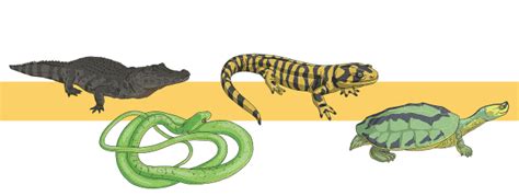 Types Of Reptile Twinkl Homework Help Twinkl