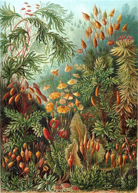 100 Beautiful Illustrations Of Biologist Ernst Haeckel Art Forms Of