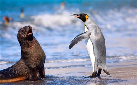 南極大陸ペンギン動物写真のデスクトップの壁紙アルバムリスト ページ1 6pcsクリエイティブデスクトップ装飾絶妙なペンギン装飾