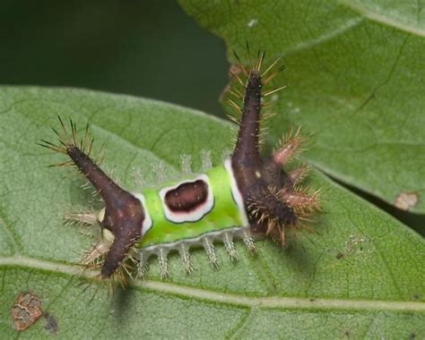 Be Careful With Fuzzy And Hairy Caterpillars Blogs Discovery Place