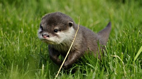 Baby Otters Wallpapers Wallpaper Cave